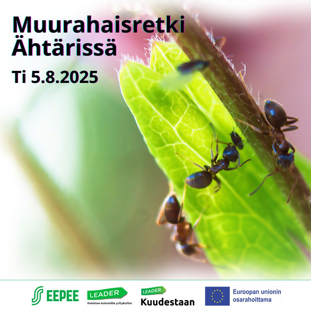 Kuntavisa 6 2023